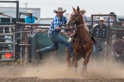 Horse Training Services