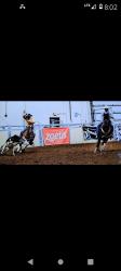 Horse Training Services