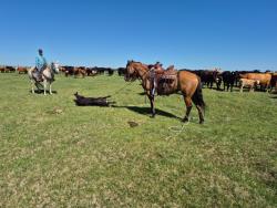 Horse Training Services