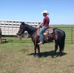 Horse Training Services