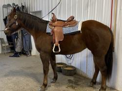 Made in Alberta Eamor's All-around