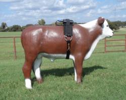 Cutting Horse Pro Cutter Sour Cow Motivator