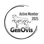 Canadian Arcott Sheep