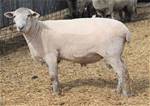 Sheep Trax Hammer 143H