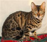 Bengal Cats