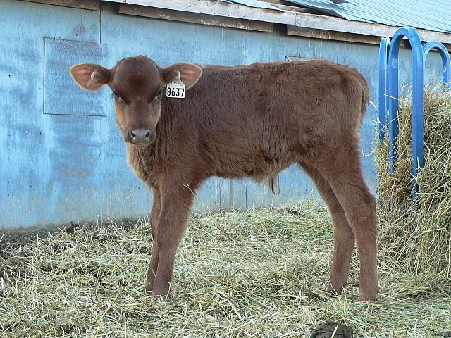 Coyote Acres Ranch - Canadienne Cattle