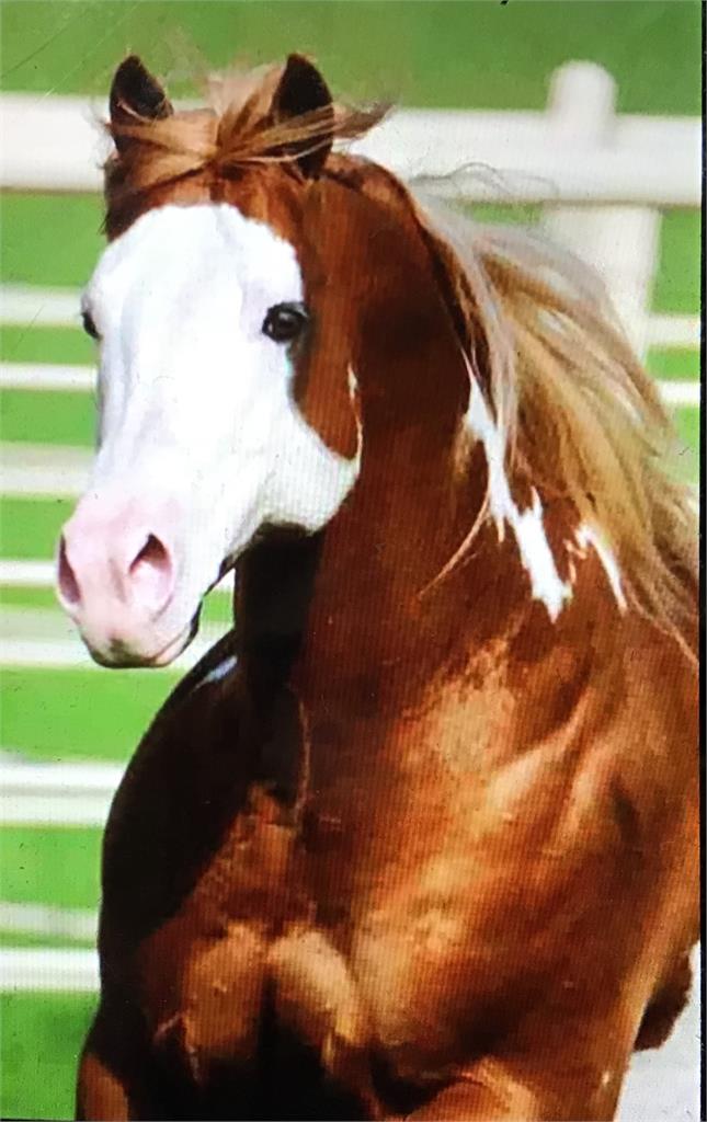 Image #8 (Ruff Cuttin Diamond)