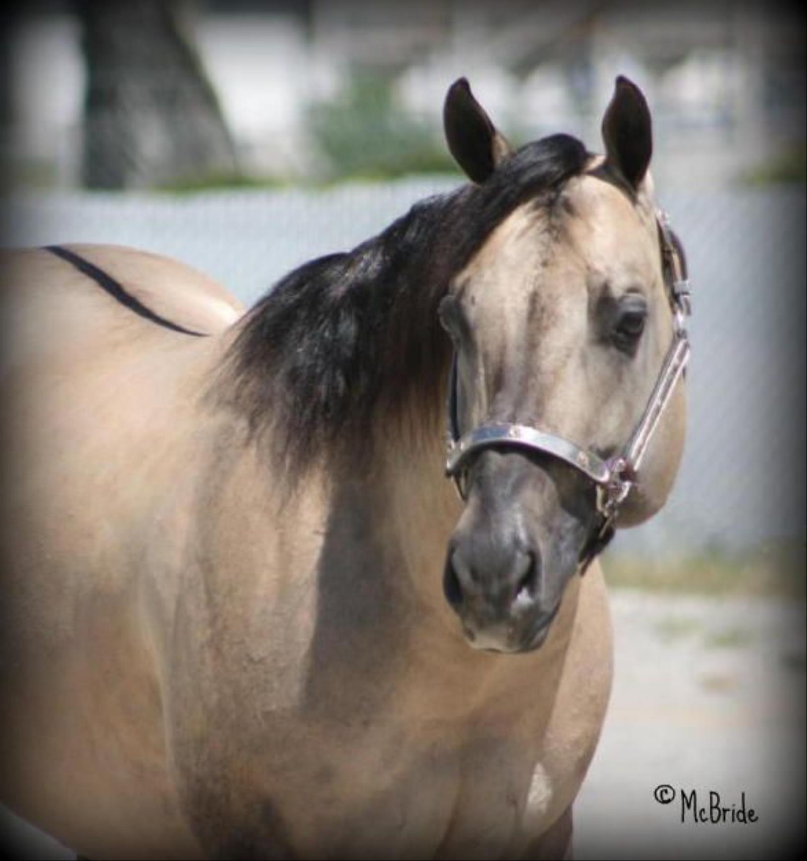 STALLION Dun It Ok Fleetwood Farms Quarter Horses Sale