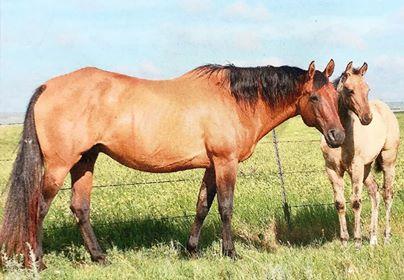 BROOD MARE: Frosts Pretty Polly