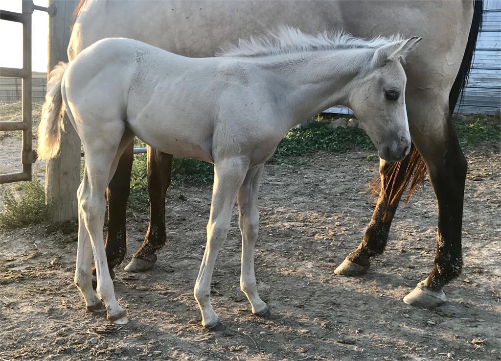 2019 Candy palomino filly (Silver dilution carrier)