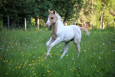 Image courtesy of Black Creek Ranch