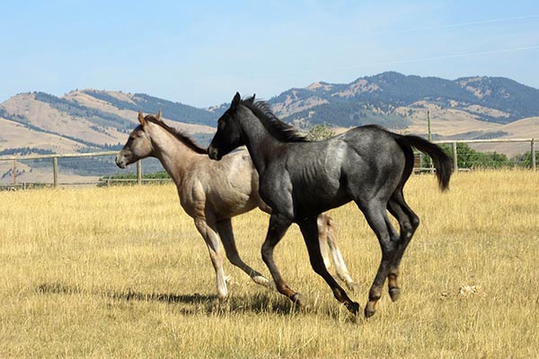 Image courtesy of Rockin' C Ranch Quarter Horses