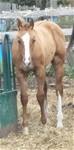 Oct. 1 2023  4 months oldXoticas 2023 foal
