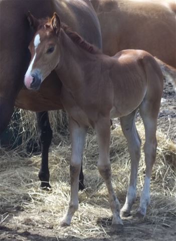 July 24 2023 Two days oldHCF Chiconita Queens 2023 foal