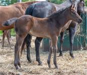 June 14 2025Leos Bar Cat Miss  2025 filly