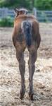 June 14 2025Leos Bar Cat Miss  2025 filly