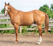 Her 2023 gelding by Cash By DzineXotica