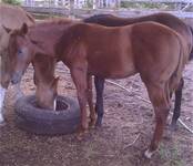 Sept. 2025HCF Chiconita Queen 2025 colt