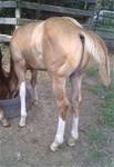 Aug.2025Watch Bobbie Riker 2025 foal