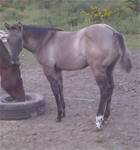 Sept  14 2025Holly On Time 2025 filly