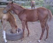 Aug 2025HCF Chiconita Queen 2025 colt