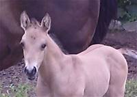 July 3 2024 10 days oldIJ Continental Holly 2024 colt