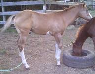 Aug 2025Watch Bobbie Riker 2025 foal