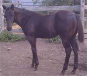 Sept.24 2025Demis Last 2025 filly