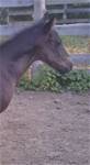 Sept 14 2025Sheza Lil Maggie 2025 foal
