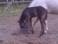 Sept. 14 2025Sheza Lil Maggie 2025 foal