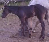 Sept. 14  2025Sheza Lil Maggie 2025 foal