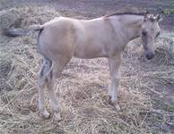 Aug. 18 2024IJ Continental Holly 2024 colt