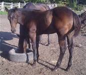 Sept. 14 2025Leos Bar Cat Miss  2025 filly