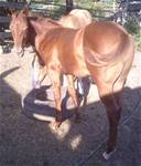 Sept 14 2025HCF Chiconita Queen 2025 colt