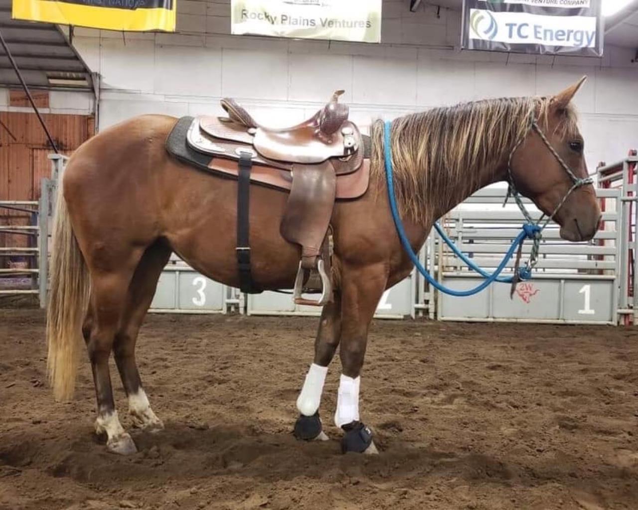 Home Heartland Quarter Horses