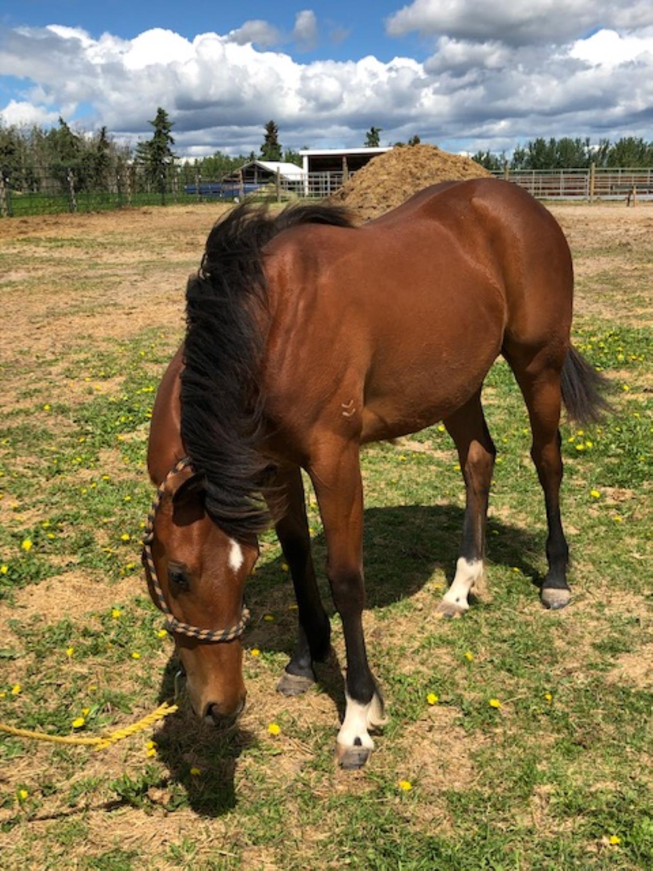 Home Heartland Quarter Horses