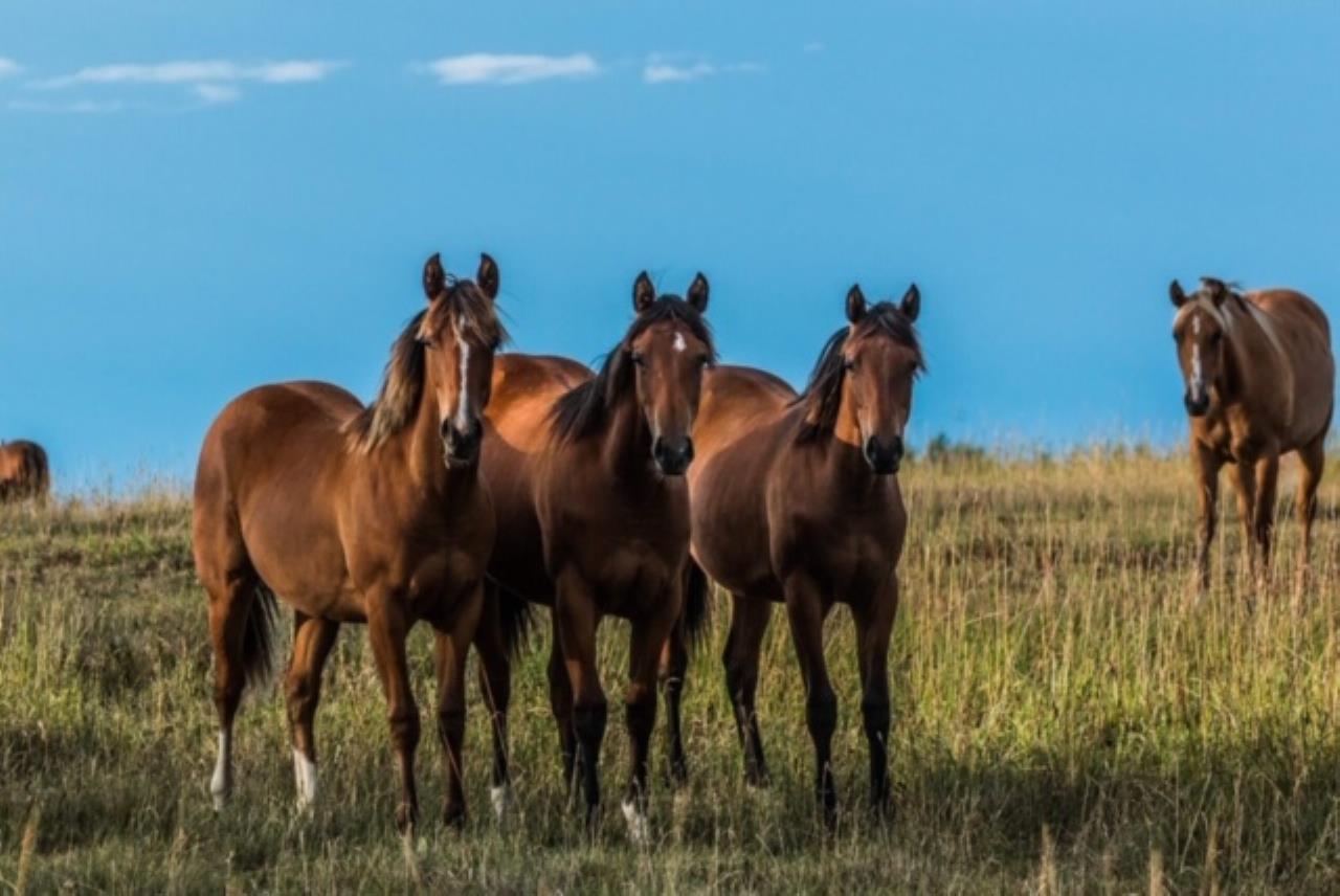 Home Heartland Quarter Horses