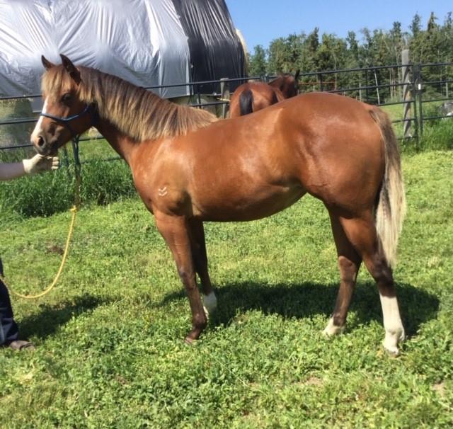 Danzing Silver Kitten as a yearling