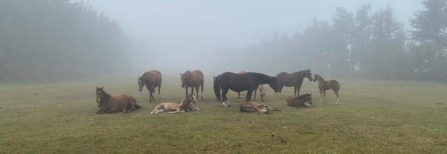 Mares in the mist