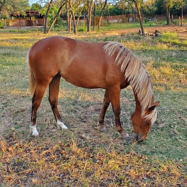 Chinkys Irish Piper yearling