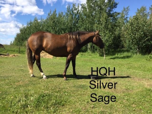 HQH Silver Sage
