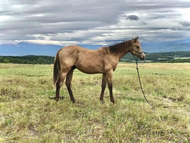 Shining Silver Storm as a yearling