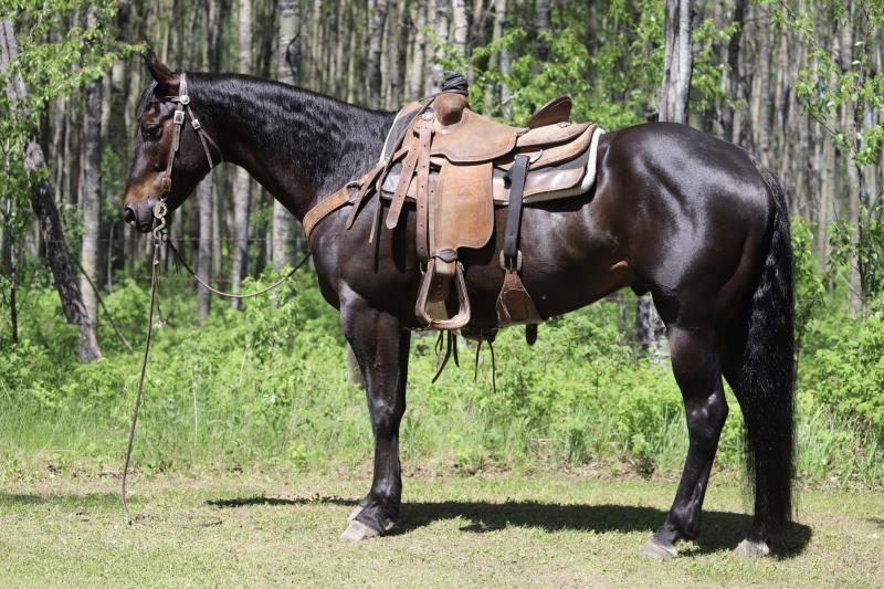 ARCHIES BLUE HANCOCK