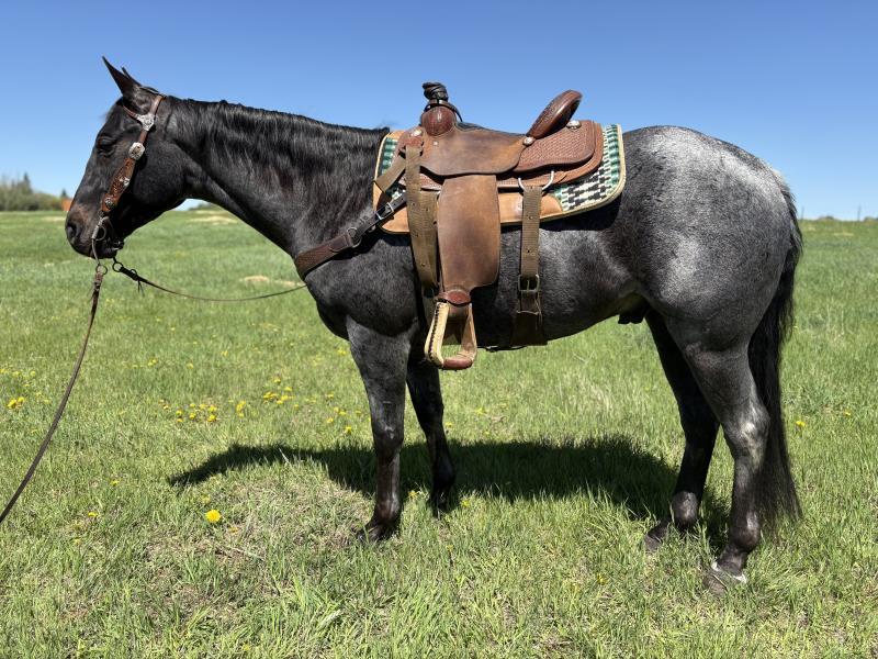 GAYLA SLIDERS SMOKIN