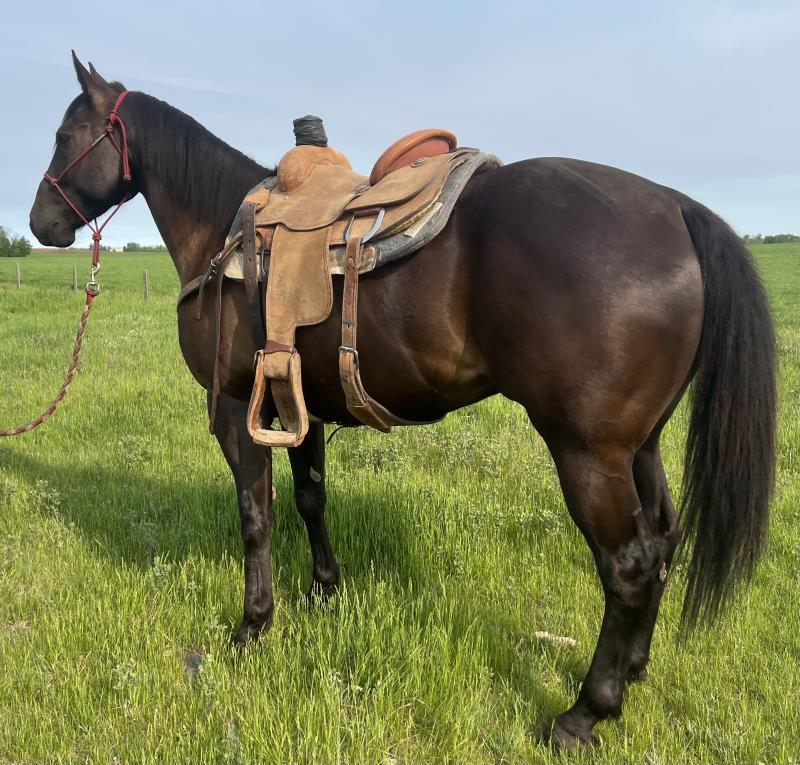 PROPHETS FLASHY POCO