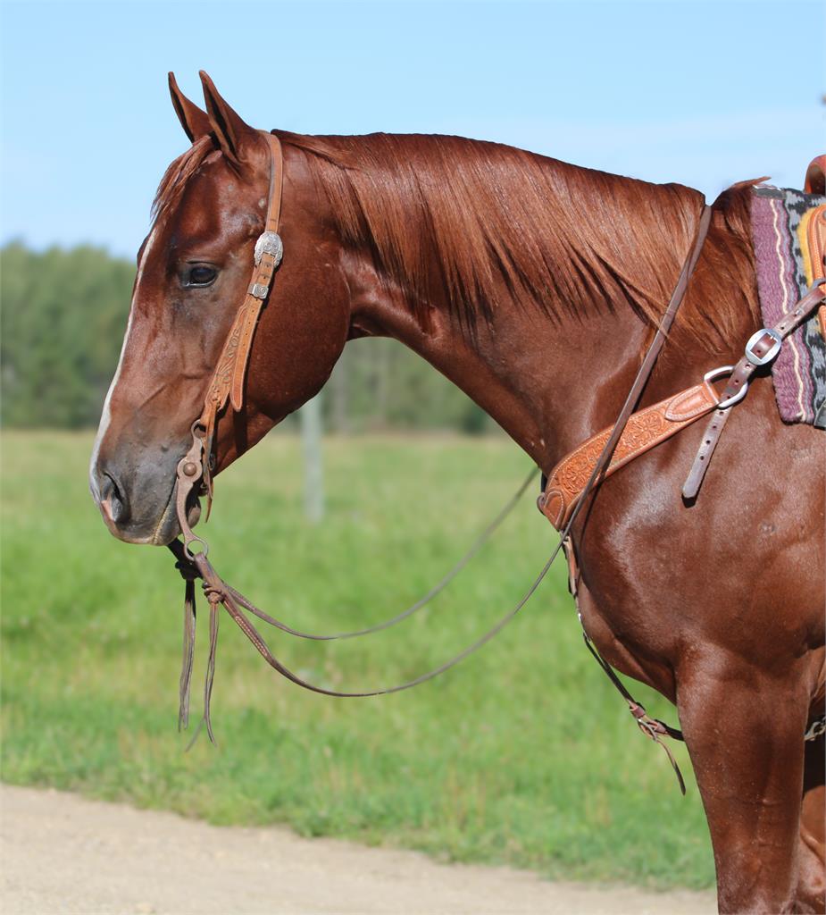 Image #3 (DHS LIL RICHOCHET)