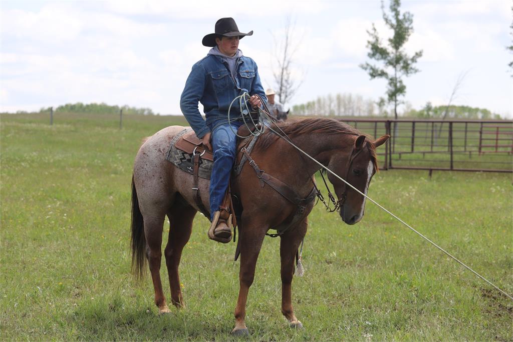 Image #2 (REYS ROYAL BOON)