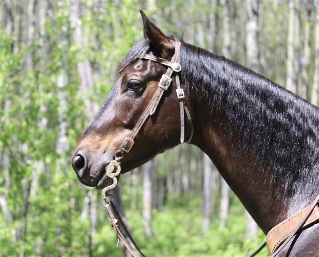 Image #5 (ARCHIES BLUE HANCOCK)