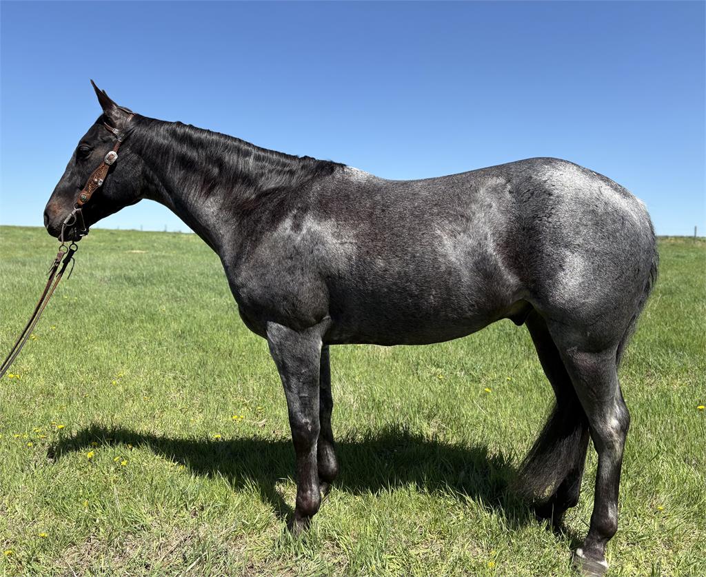 Image #3 (GAYLA SLIDERS SMOKIN)