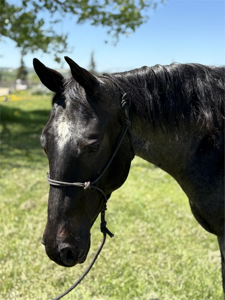 Image #2 (GAYLA SLIDERS SMOKIN)